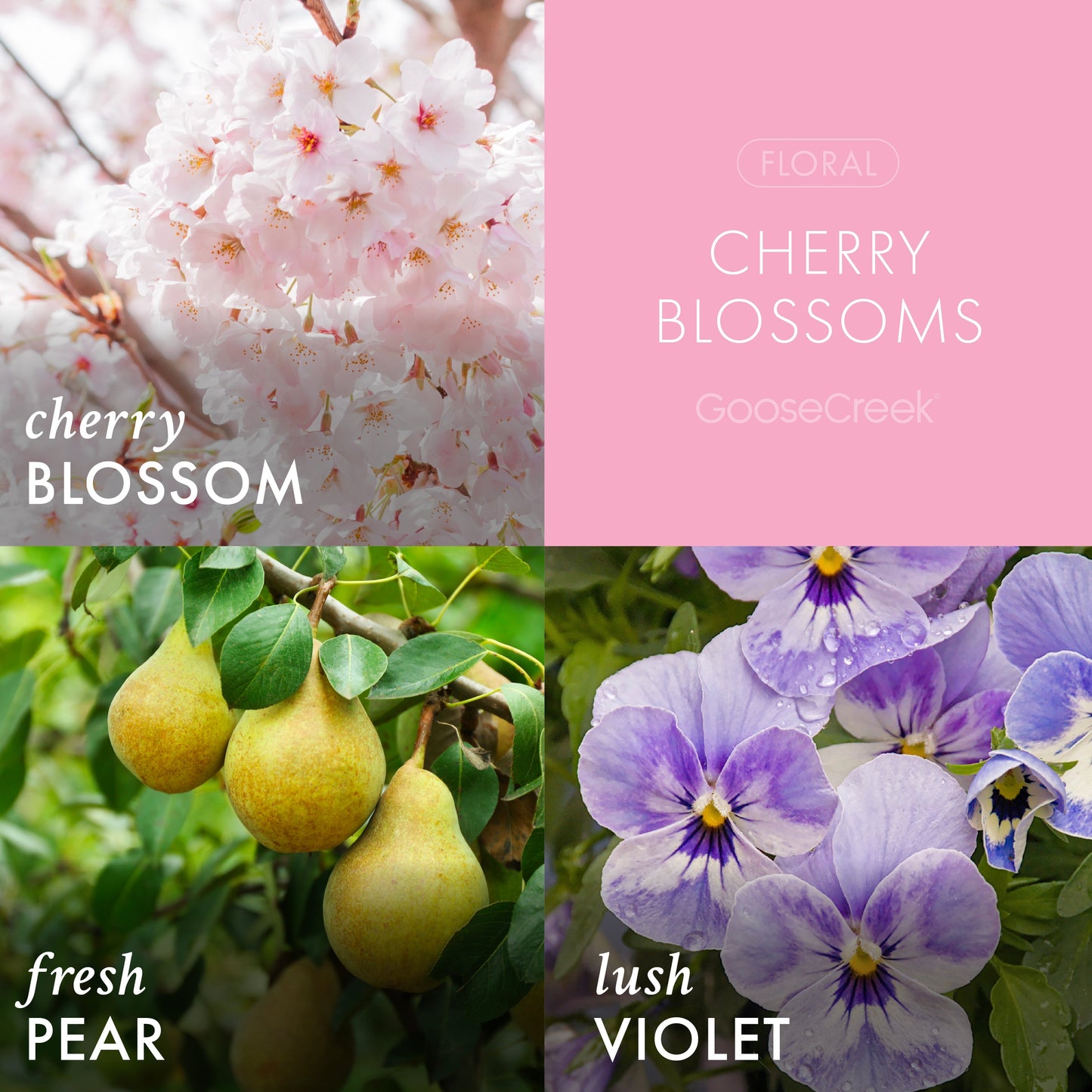 Cherry Blossoms 3-Wick Candle