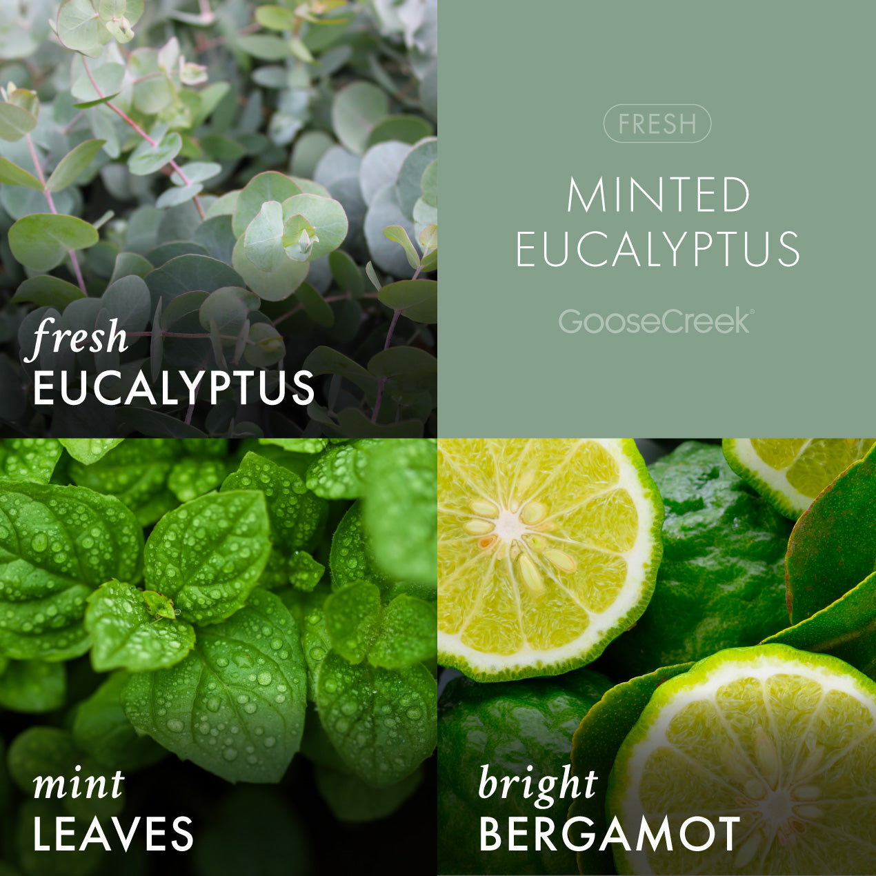 Minted Eucalyptus 3-Wick Candle
